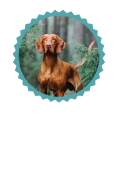 Hound dog in forest Hound dog in forest