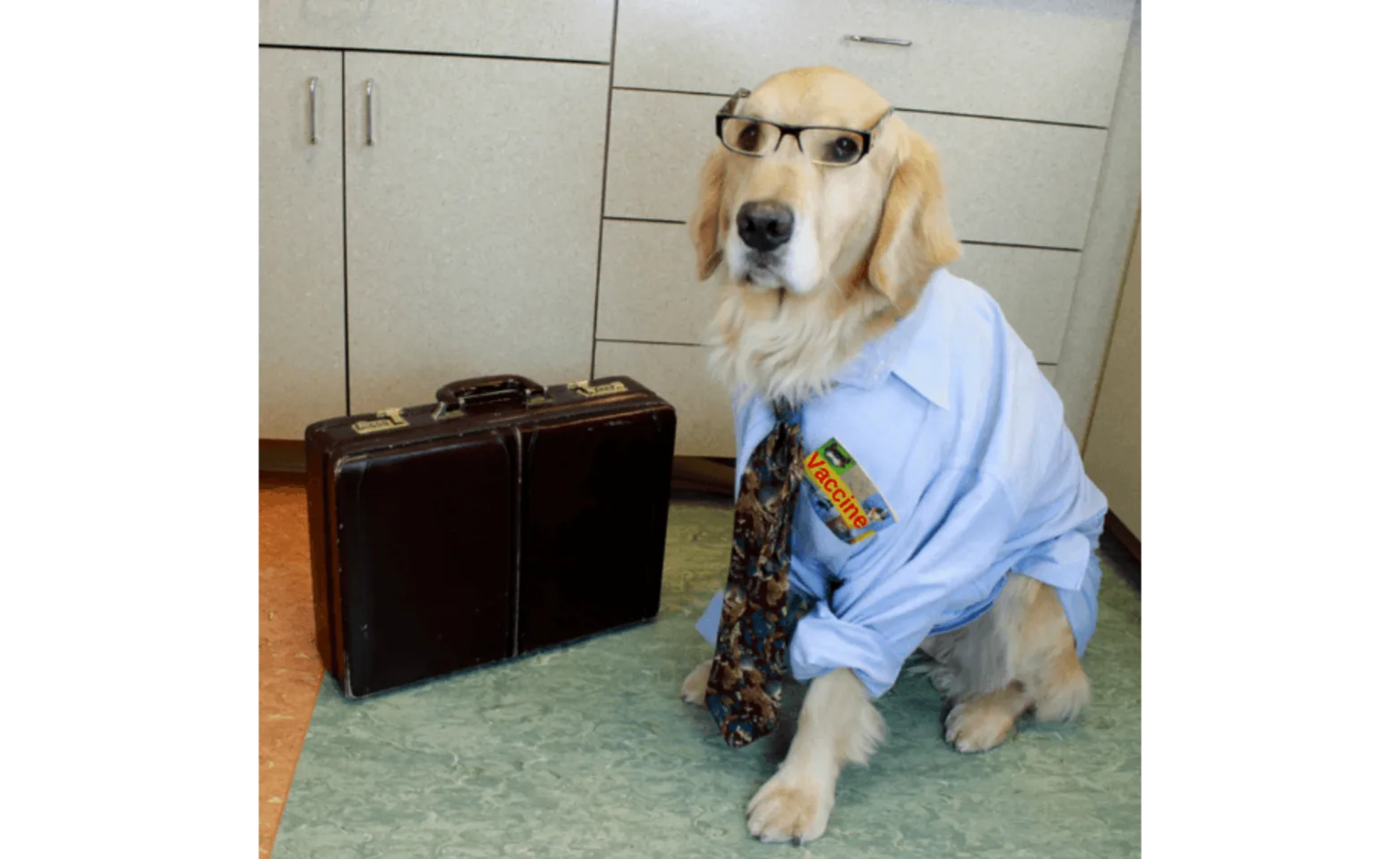 Dog sitting on the floor next to a briefcase with a suit, tie, and glasses on Dog sitting on the floor next to a briefcase with a suit, tie, and glasses on