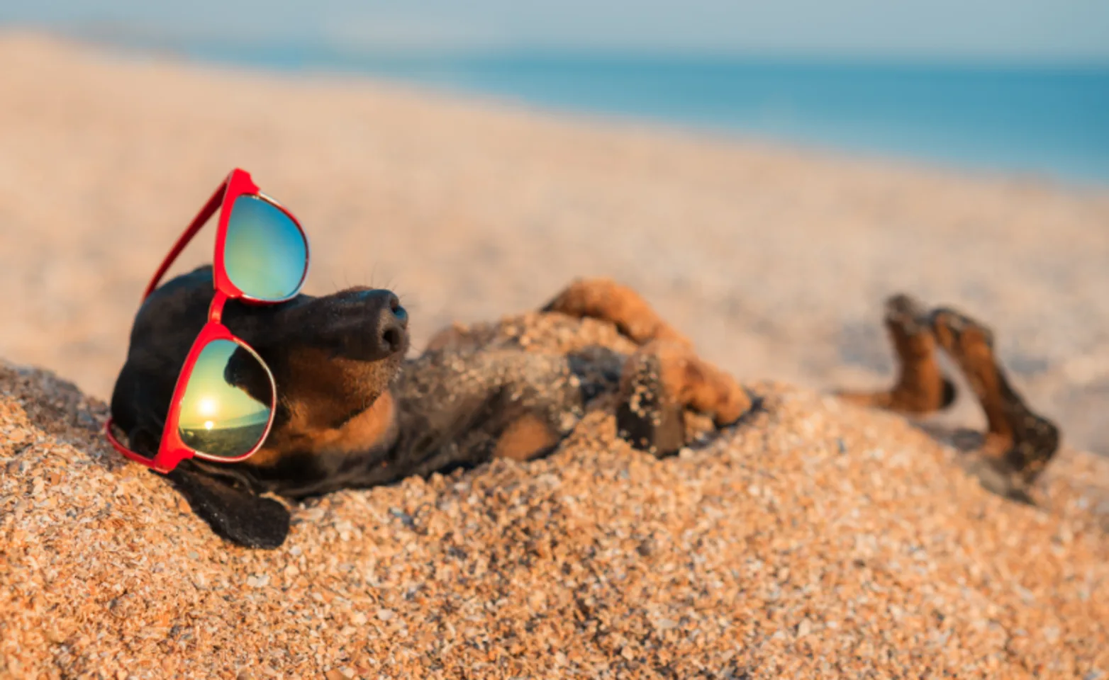 Dog Laying in the Sand Wearing Red Sunglasses Dog Laying in the Sand Wearing Red Sunglasses