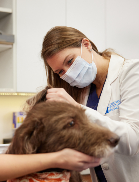 Vet examining fur of brown dog