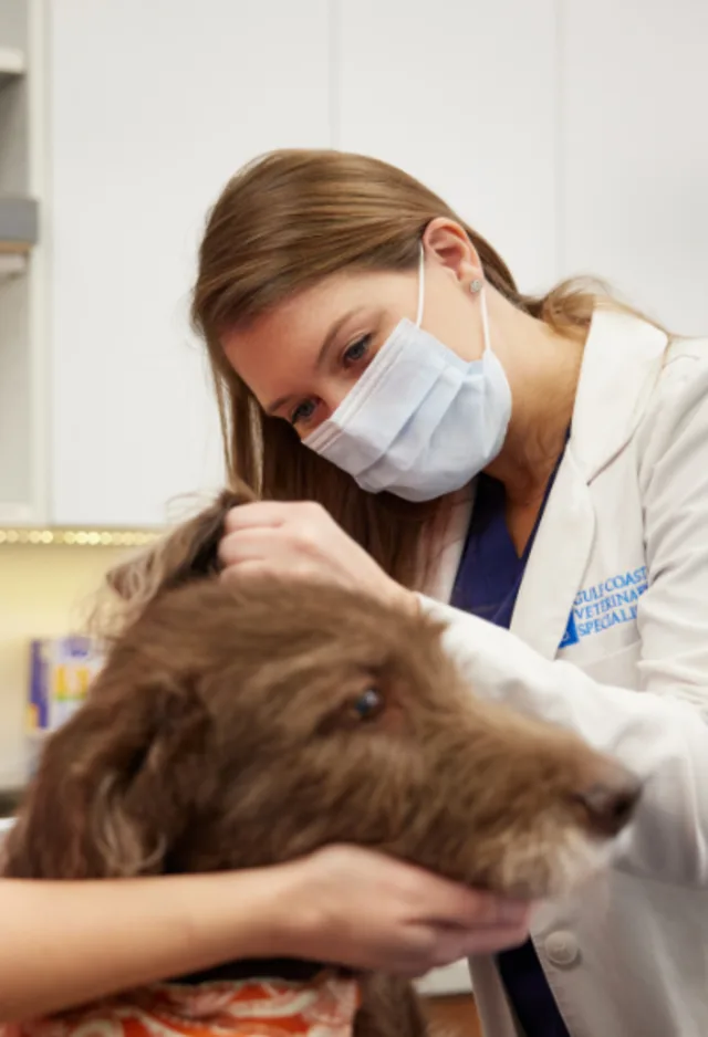 Vet examining fur of brown dog Vet examining fur of brown dog