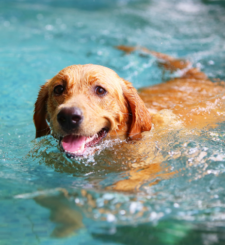 summer safety dog swimming