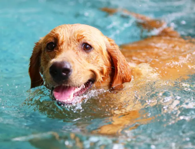 summer safety dog swimming