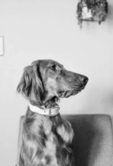A dog with floppy ears sitting on a chair and looking to the right A dog with floppy ears sitting on a chair and looking to the right