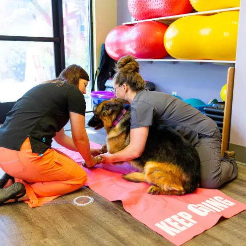 German Shephard laying down with two staff members caring to it