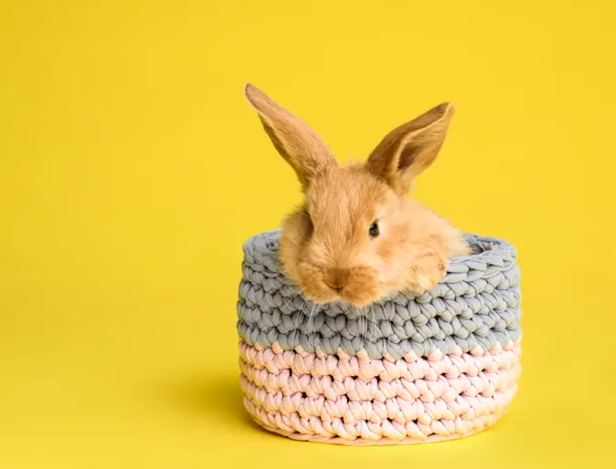 Rabbit in a basket Rabbit in a basket