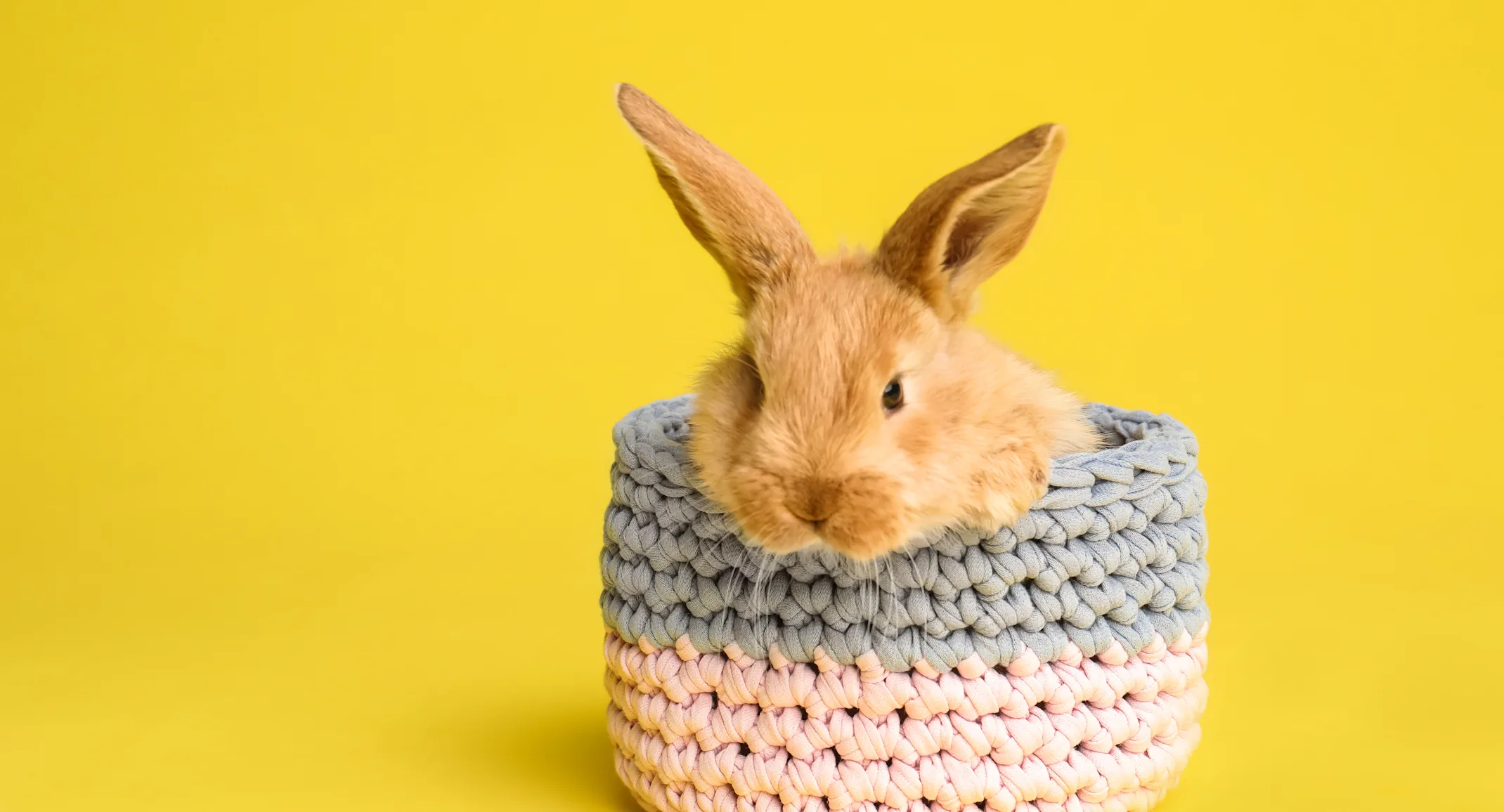 Rabbit in a basket Rabbit in a basket