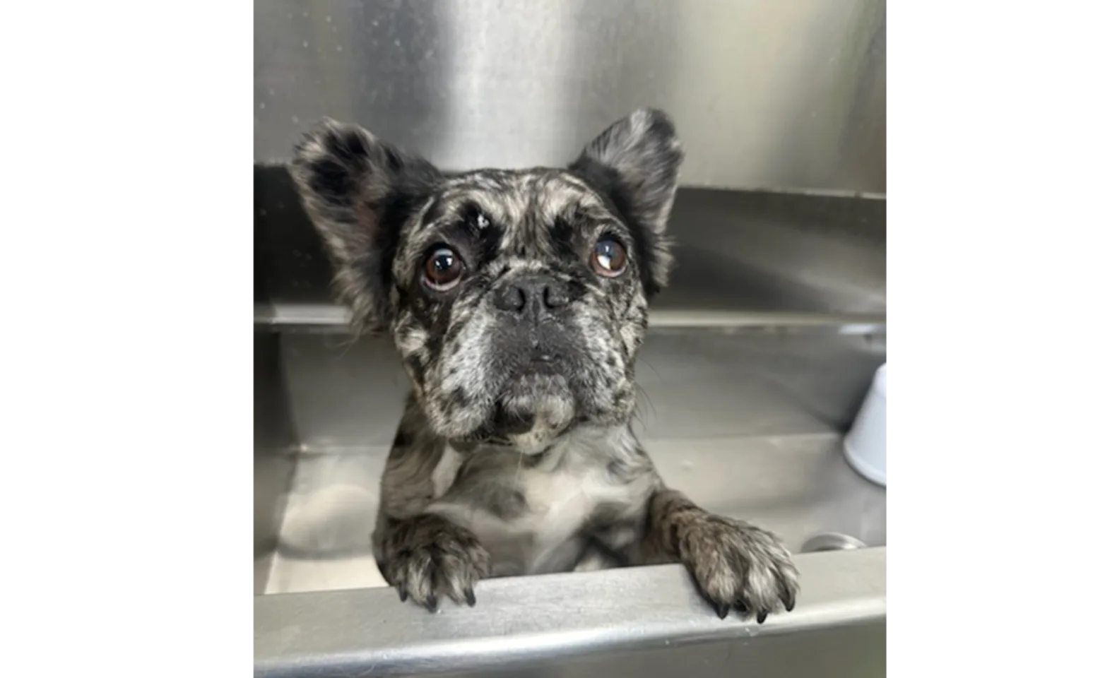 Little dog in bath Little dog in bath