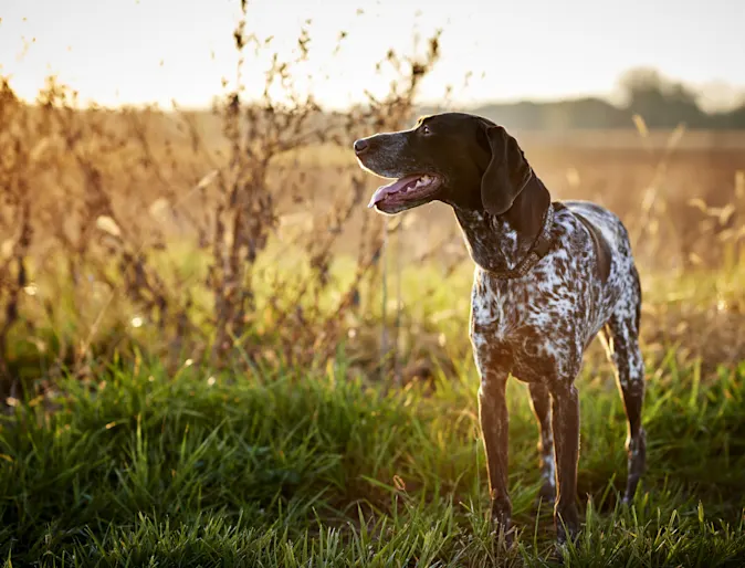 A spotted brown and white dog standing in a grassy field A spotted brown and white dog standing in a grassy field