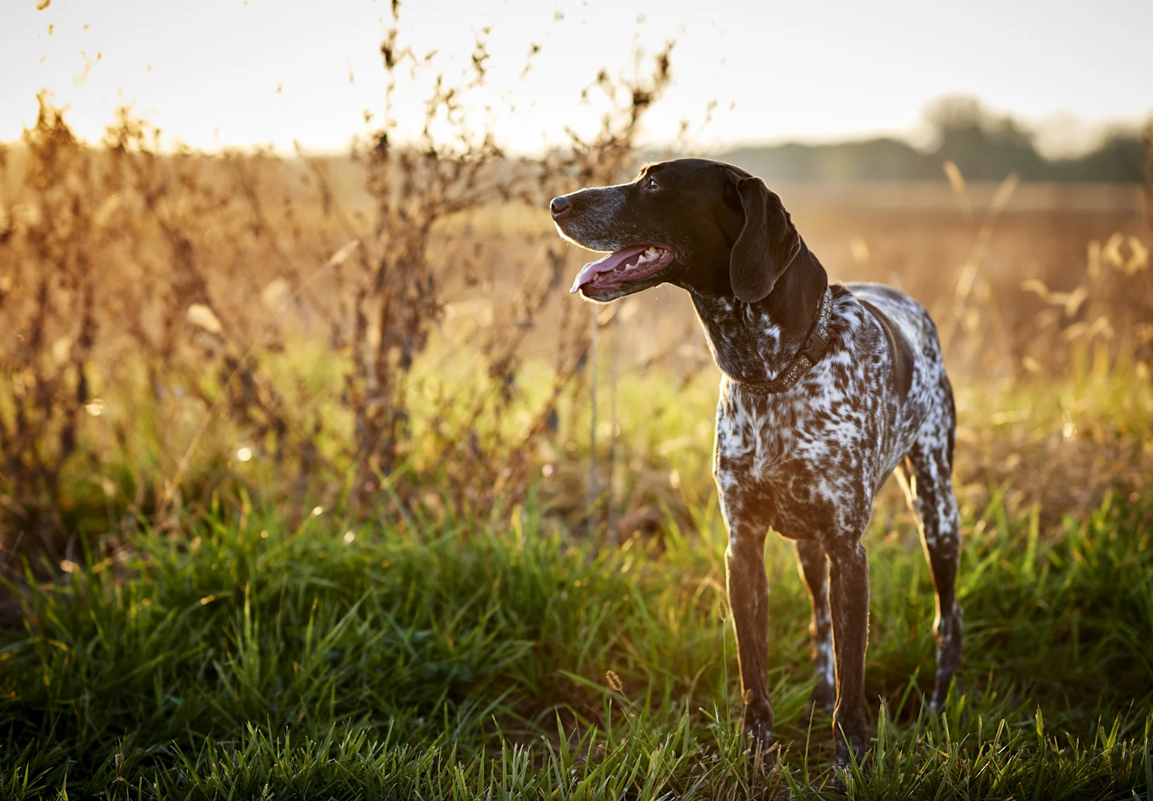 A spotted brown and white dog standing in a grassy field A spotted brown and white dog standing in a grassy field