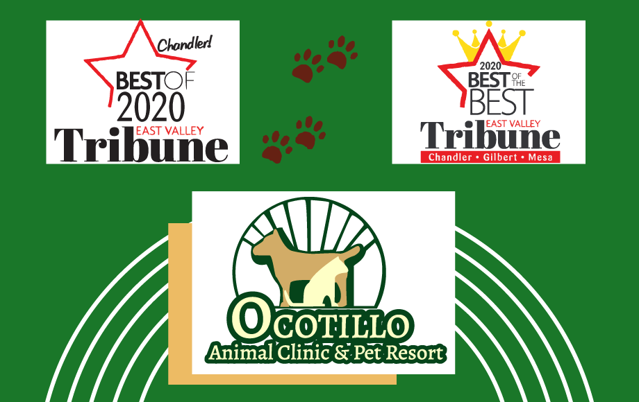 Chandler Veterinarian | Ocotillo Animal Clinic & Pet Resort
