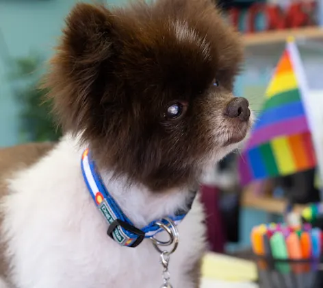 Small dog at Tiny Town, specialized small dog daycare and boarding. Small dog at Tiny Town, specialized small dog daycare and boarding.