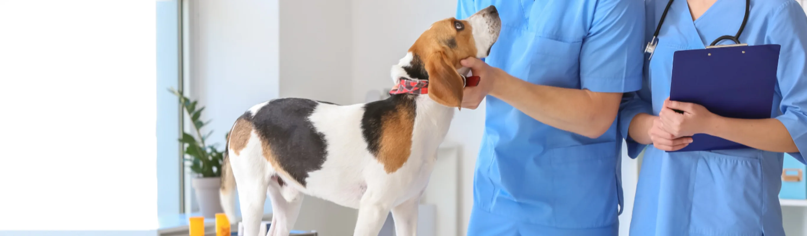 Two Veterinarians Examining a Dog Two Veterinarians Examining a Dog