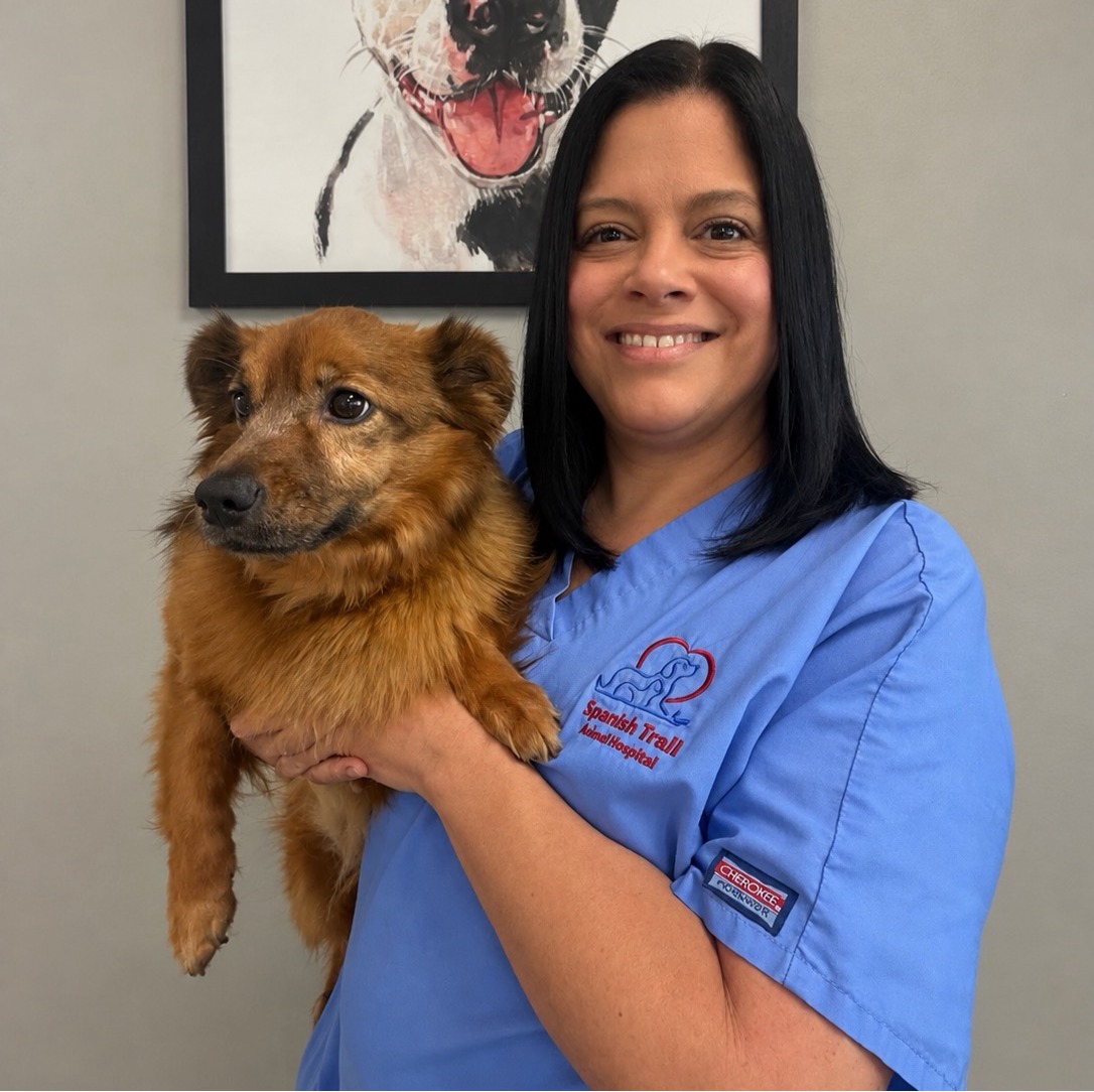 Christie's staff photo from Spanish Trail Animal Hospital where she is posing with a shih tzu