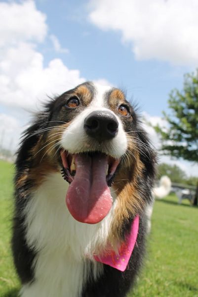 Close up of dog smiling outside