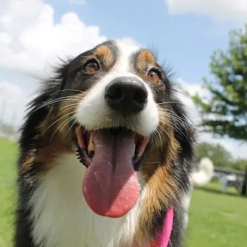 Close up of dog smiling outside