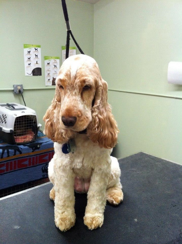 Groomed Cocker Spaniel Sitting on a table