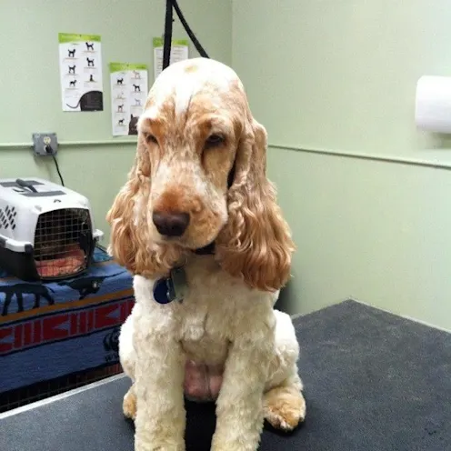 Groomed Cocker Spaniel Sitting on a table Groomed Cocker Spaniel Sitting on a table