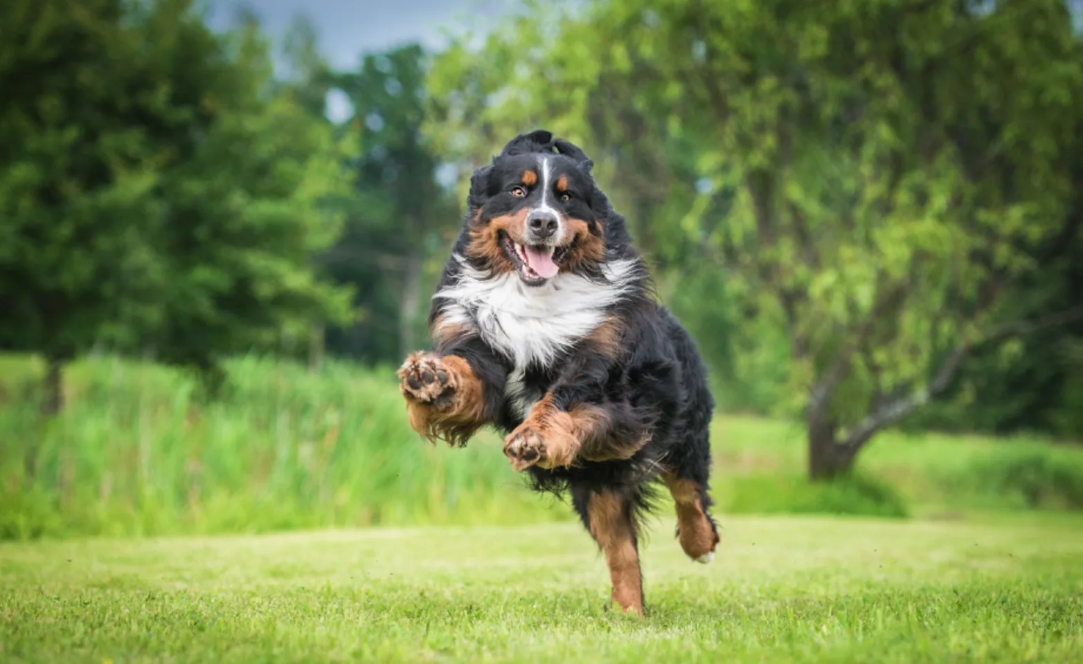 Bernese Mountain dog running through grassy meadow. Bernese Mountain dog running through grassy meadow.