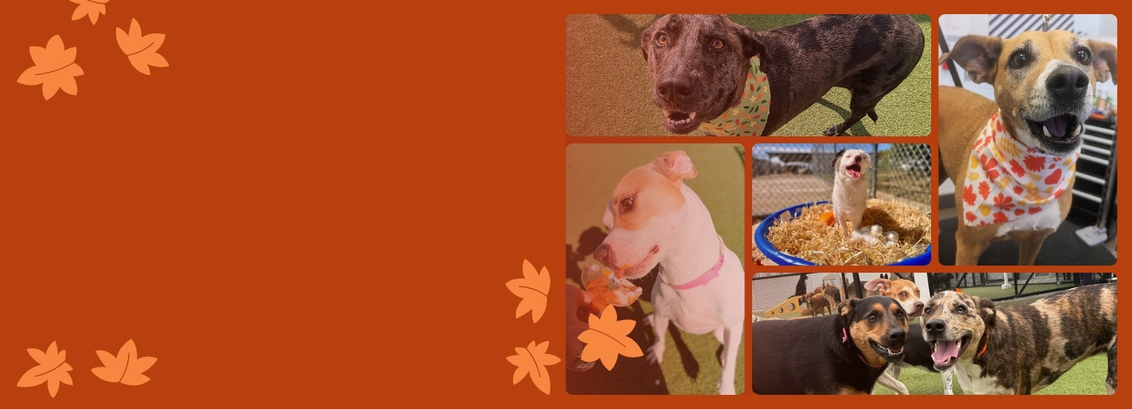 PetSuites Erlanger: Pet Boarding, Daycare & Grooming | PetSuites Erlanger