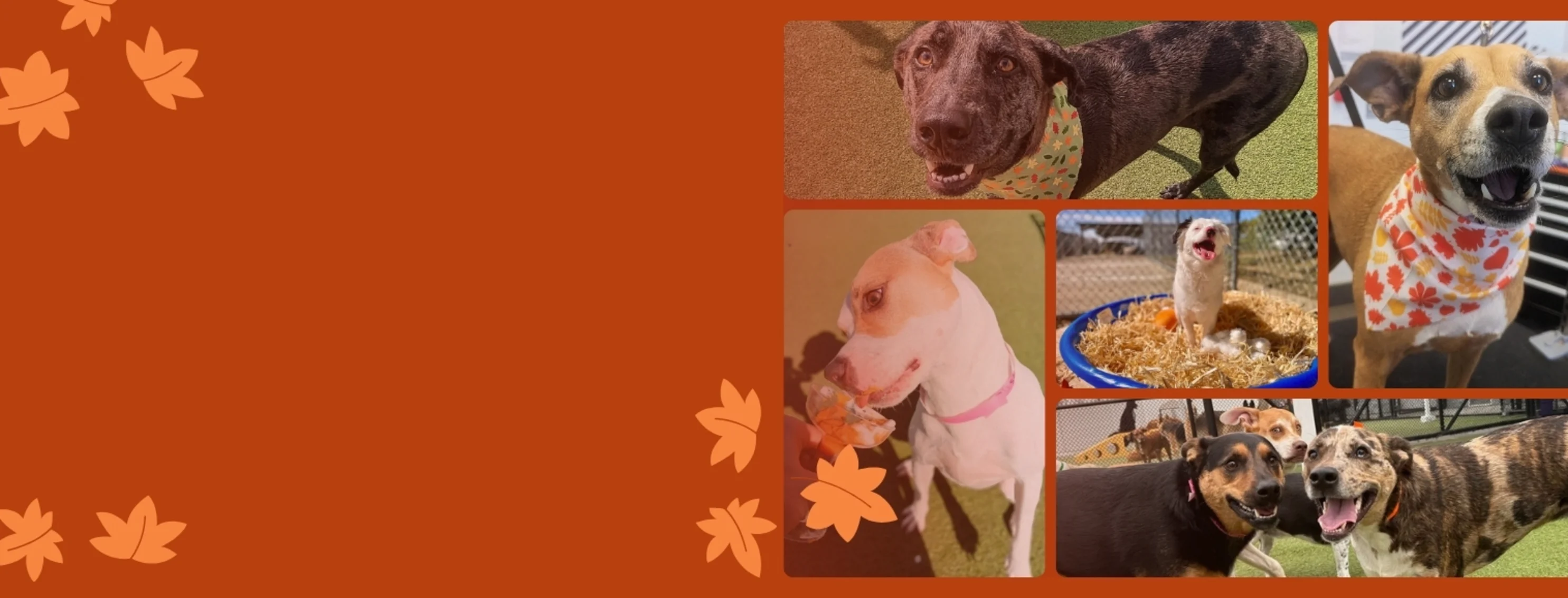 Collage of dogs for Thanksgiving Collage of dogs for Thanksgiving