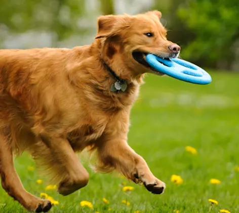 Brown Dog Running with a Frisbee Brown Dog Running with a Frisbee