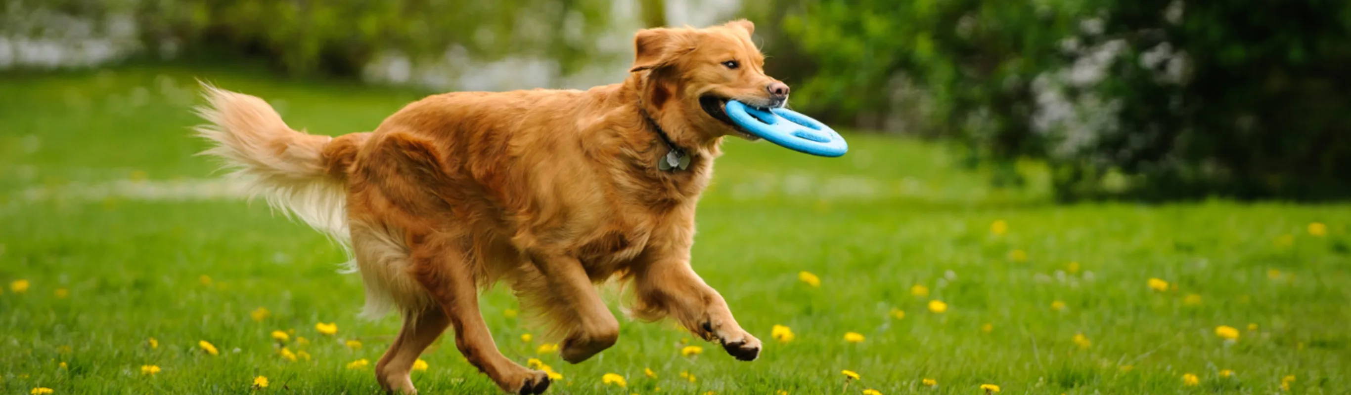 Brown Dog Running with a Frisbee