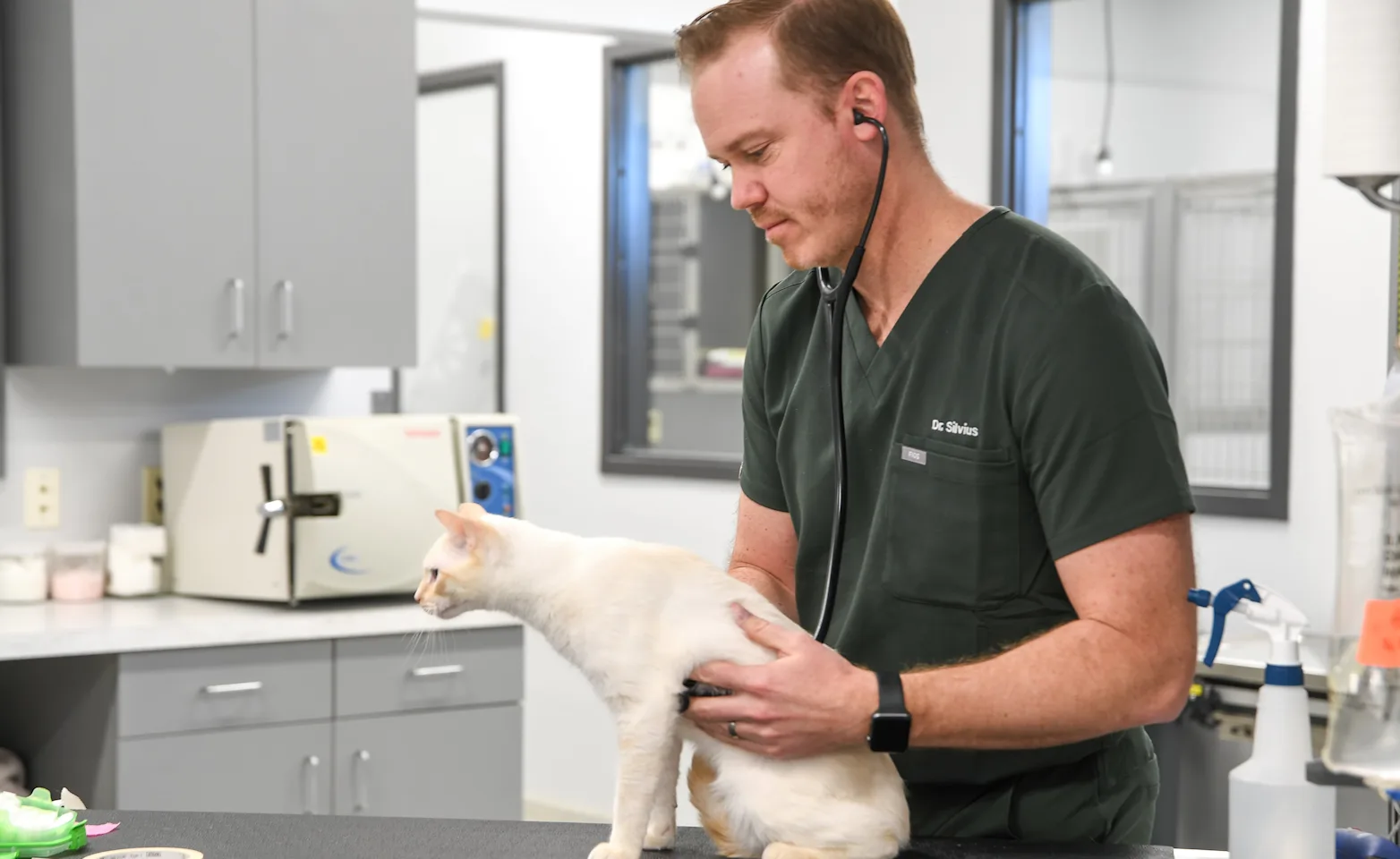 Vet examining a cat Vet examining a cat