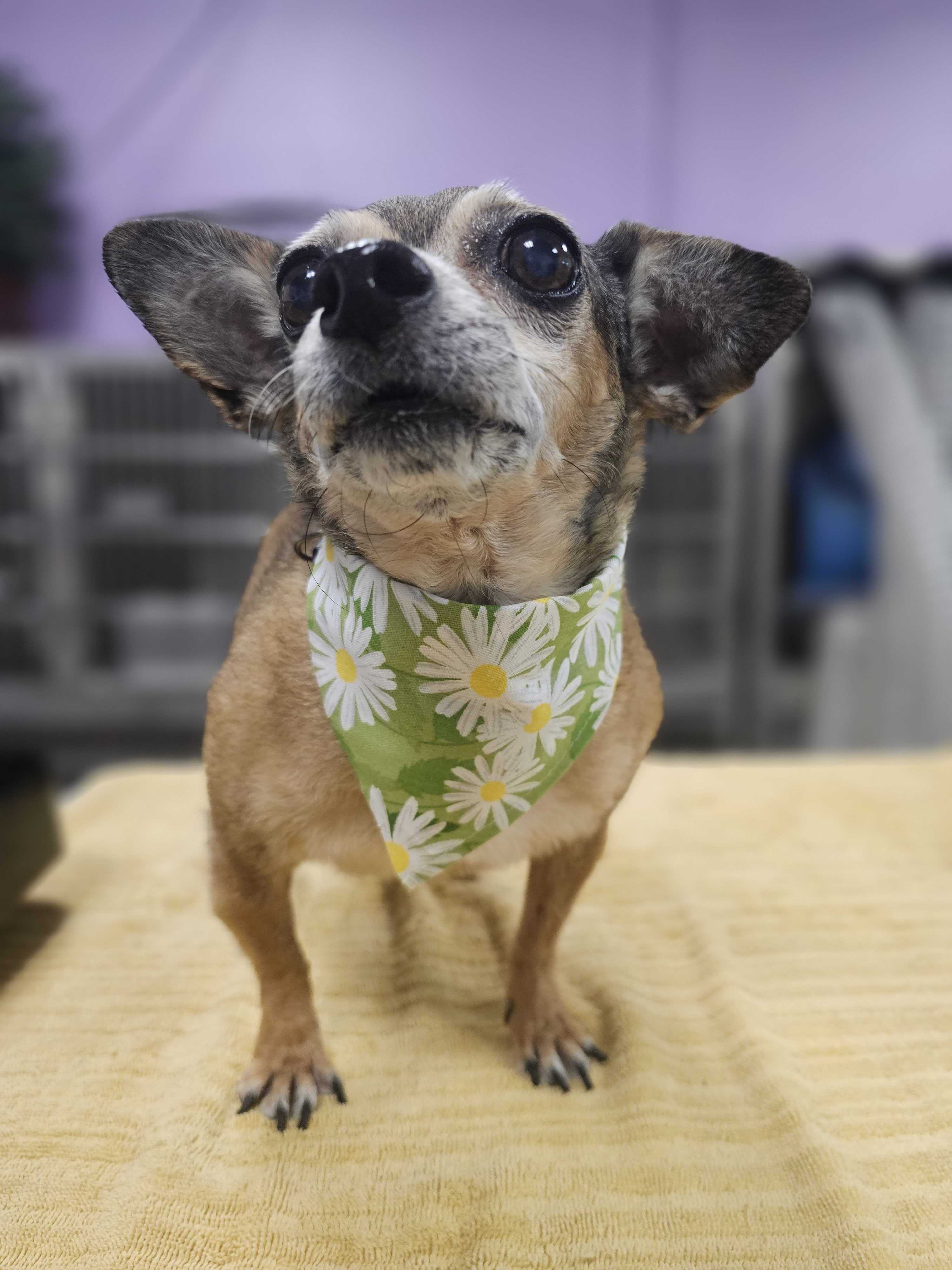 A small dog after being groomed