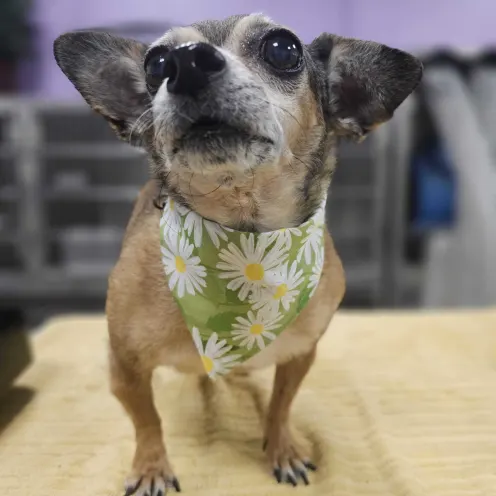 A small dog after being groomed