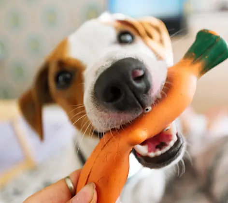 Dog biting a toy 