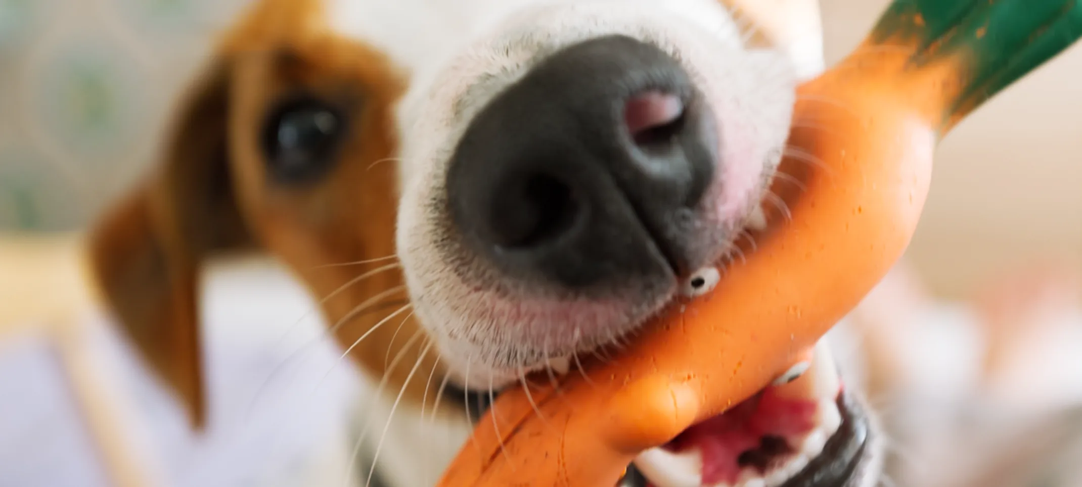 Dog biting a toy Dog biting a toy