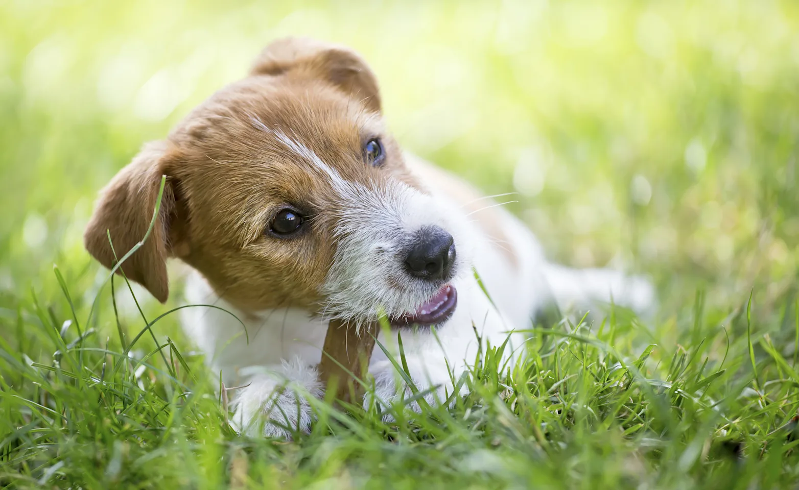 Dog eating a bone 