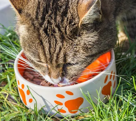 Brown Cat Eating Out of Food Bowl Outside Brown Cat Eating Out of Food Bowl Outside
