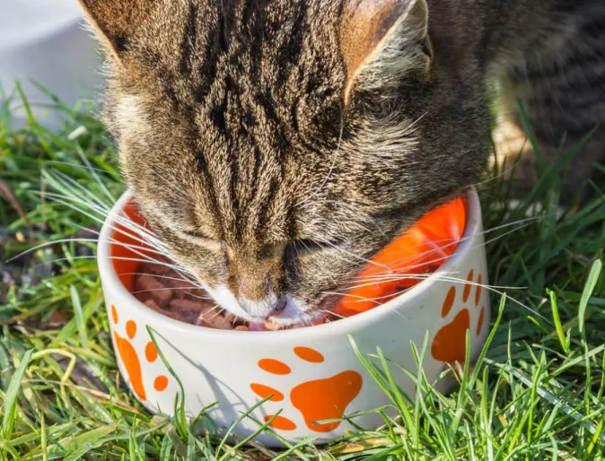 Brown Cat Eating Out of Food Bowl Outside