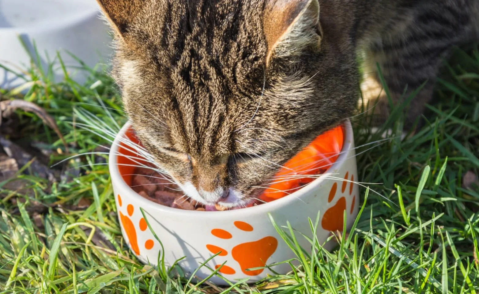 Brown Cat Eating Out of Food Bowl Outside Brown Cat Eating Out of Food Bowl Outside