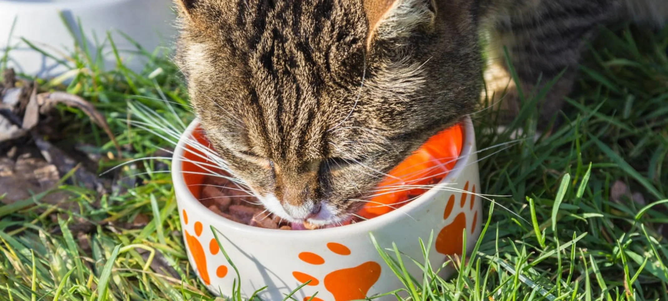 Brown Cat Eating Out of Food Bowl Outside Brown Cat Eating Out of Food Bowl Outside
