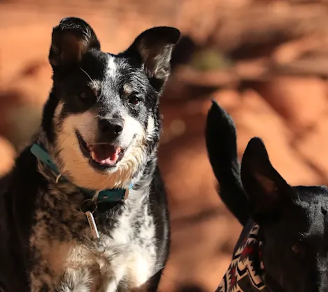 Two dogs smile