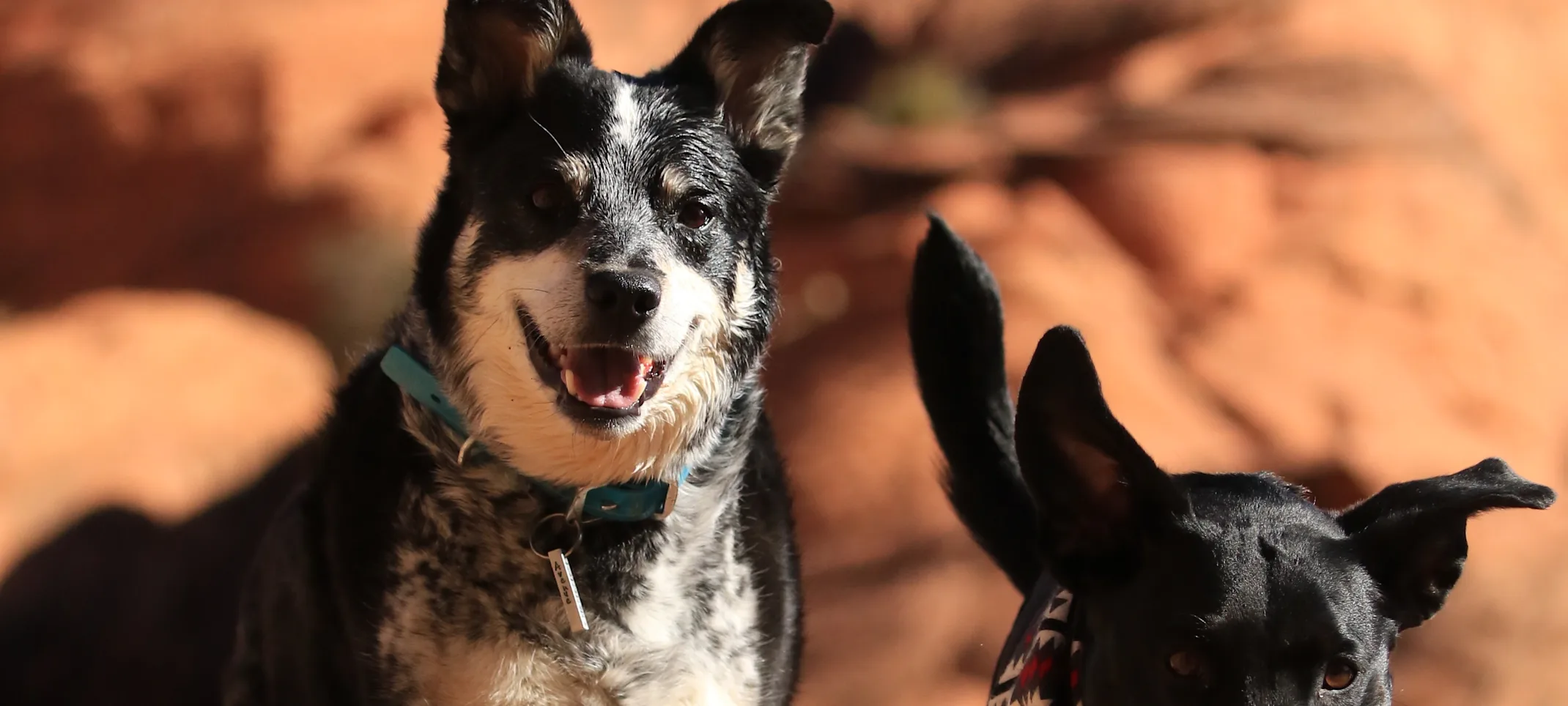 Two dogs smile