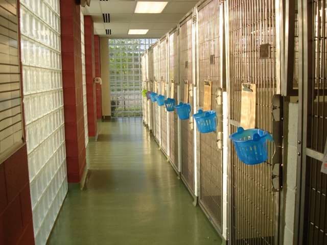 Alliance Animal Health Center Kennel Hallway