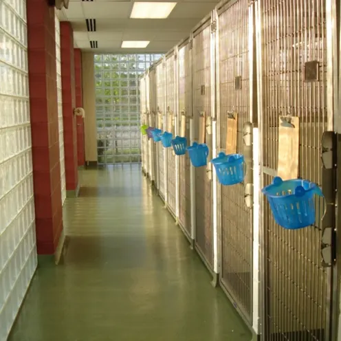 Alliance Animal Health Center Kennel Hallway