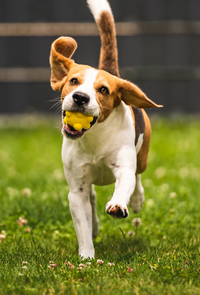 Dog Running with Yellow Toy