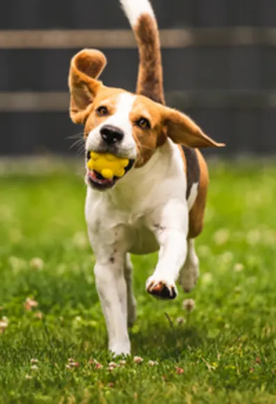 Dog Running with Yellow Toy Dog Running with Yellow Toy