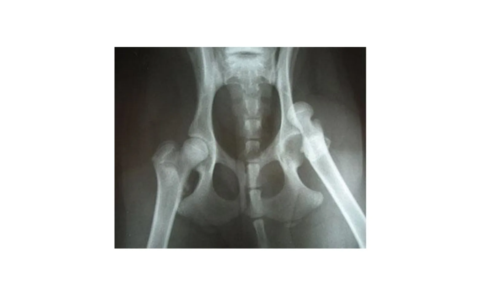 X-ray image of canine hip alignment X-ray image of canine hip alignment