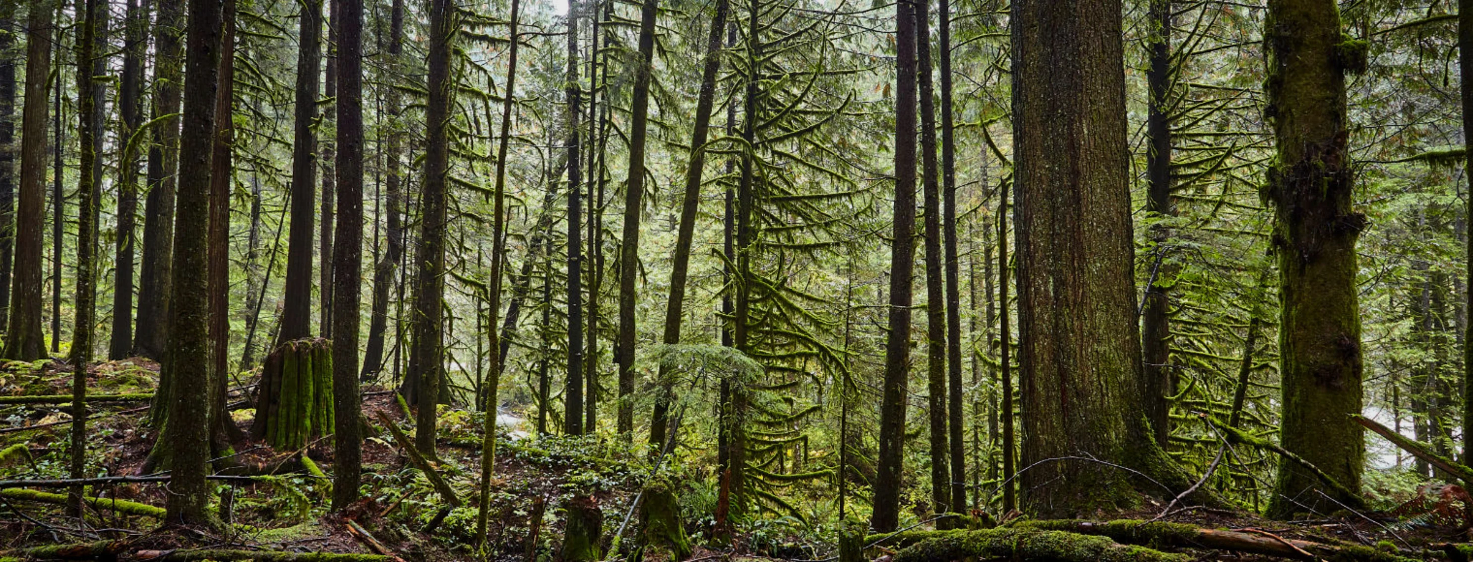 Grouse mountain grind green trees standing tall