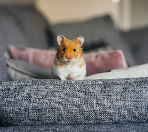 Hamster sitting on the couch Hamster sitting on the couch
