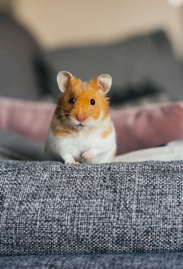Hamster sitting on the couch Hamster sitting on the couch