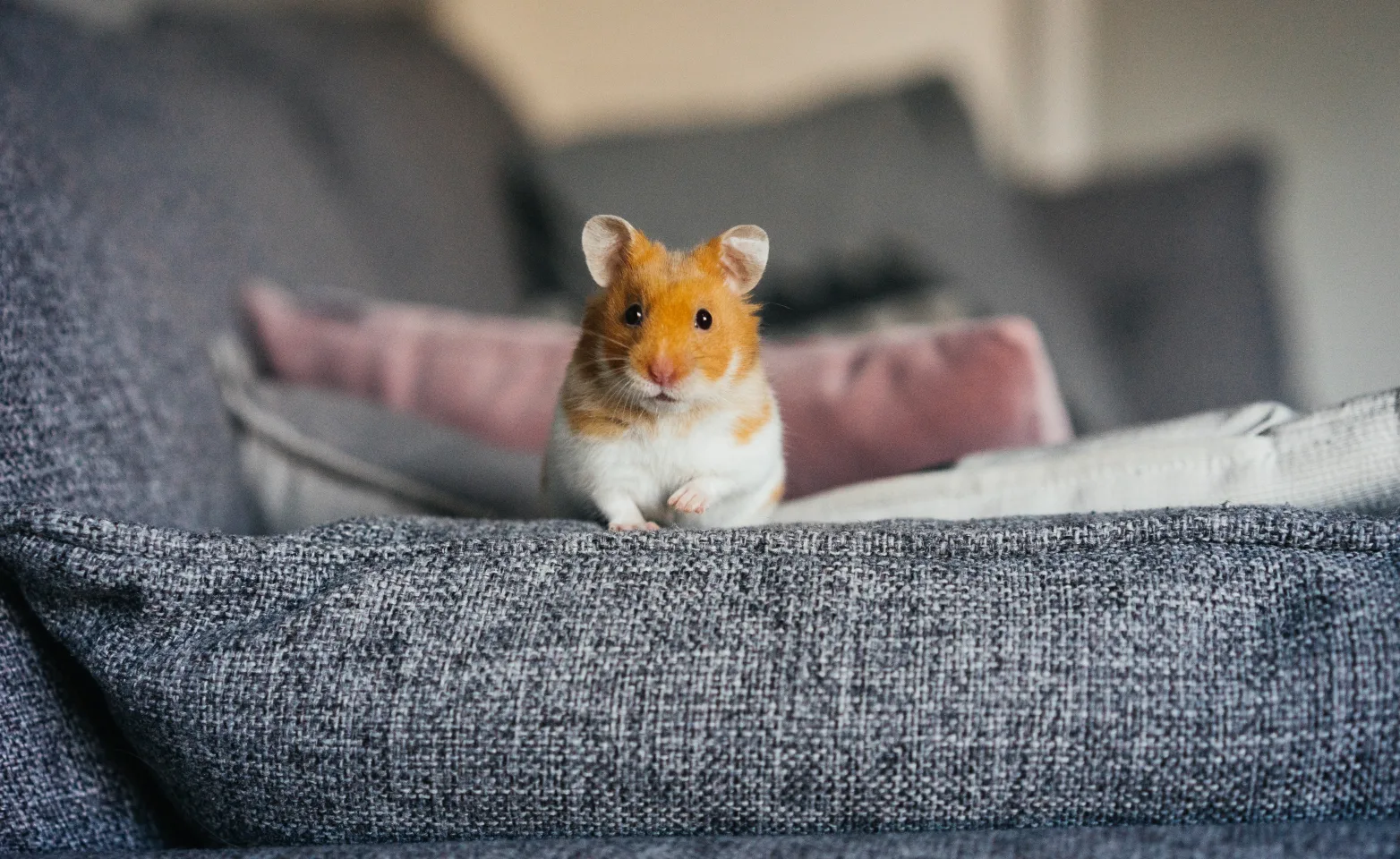 Hamster sitting on the couch