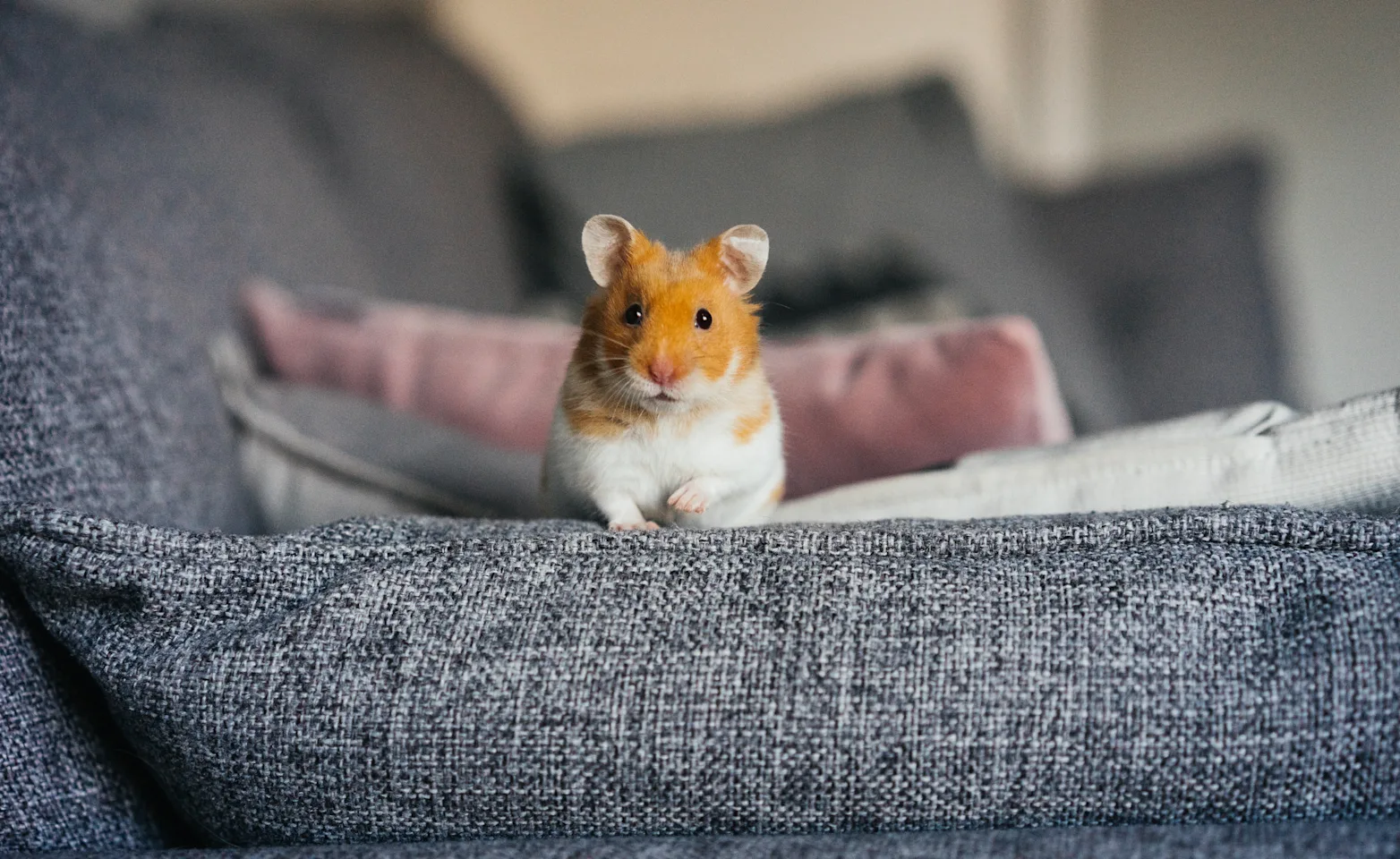 Hamster sitting on the couch