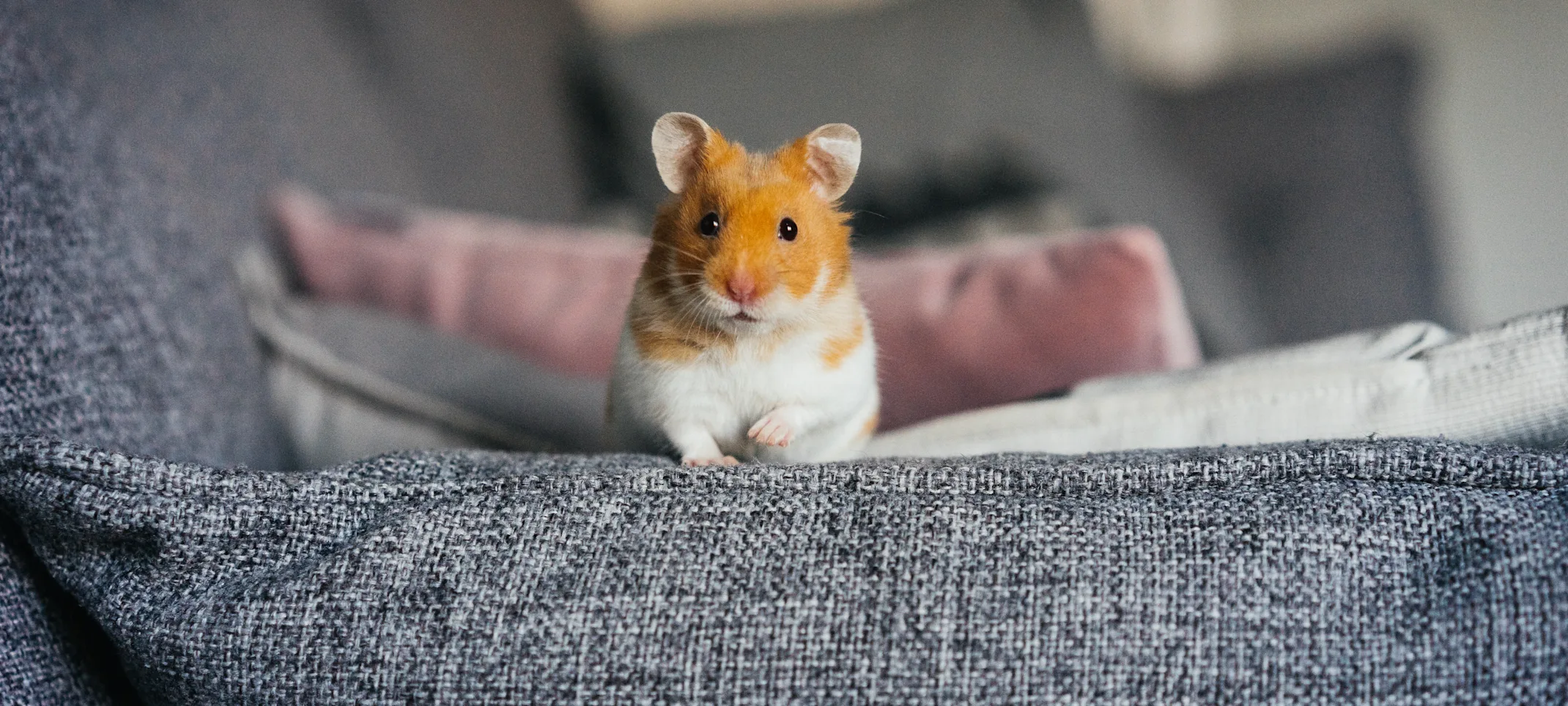 Hamster sitting on the couch Hamster sitting on the couch